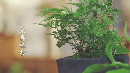 园艺知识小课堂 蕨类植物的养护方法